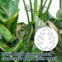 BOXOB 2pcs Monstera Leaf Plant Support, Metal Climbing Plant Stem Supports Monstera Shaped Plant Stand Ring Houseplant