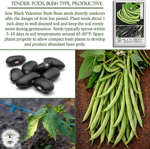 50+ Packet, "Black Valentine" Bush Bean Seeds, Heirloom Seeds Per Non GMO Seeds, (Isla's Garden Seeds), Botanical Name: