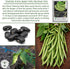 50+ Packet, "Black Valentine" Bush Bean Seeds, Heirloom Seeds Per Non GMO Seeds, (Isla's Garden Seeds), Botanical Name: