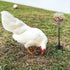 Oooct 4 Pack Chicken Pecking Toys with Swing Feeder, Coop Slow Feeder Toy for Chickens, Chicks, Ducks, Hens, Parrots