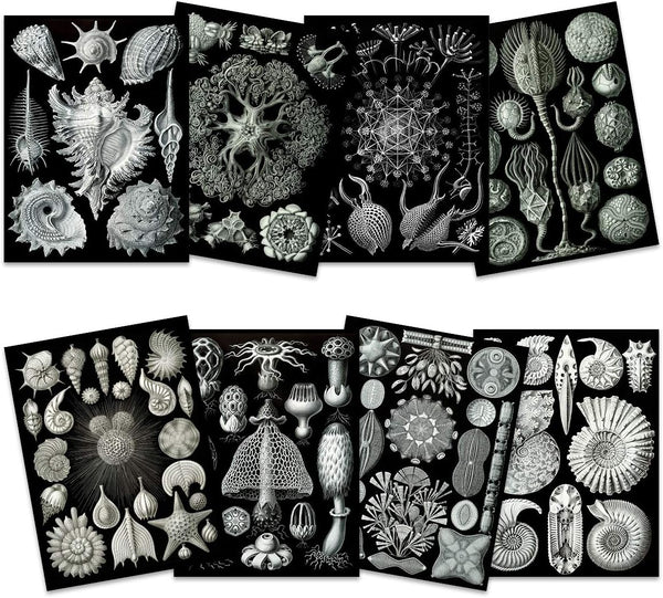 Ernst Haeckel Kunstformen Der Natur Plates, Vintage Black White Biology Art Print Poster Home Decor, Premium Pack of 8