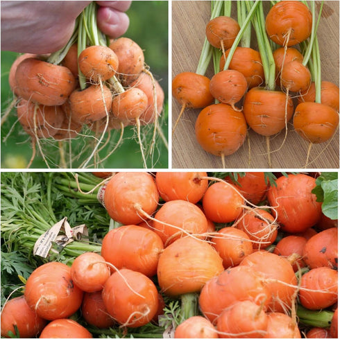(1 Pack) Seed Needs Carrot Seeds for Planting Paris Market Carrots - Non-GMO Heirloom & Untreated Annual Cool Weather