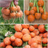 (1 Pack) Seed Needs Carrot Seeds for Planting Paris Market Carrots - Non-GMO Heirloom & Untreated Annual Cool Weather