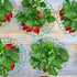 Fulanfudi 10 3 Pcs Strawberry Plant Support Stand Strawberry Growing Racks with Sturdy Legs Strawberry Growing Frame