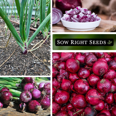Packet Sow Right Seeds - Ruby Red Onion Seeds for Planting - Non-GMO Heirloom with Instructions to Plant a Home