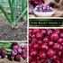 Packet Sow Right Seeds - Ruby Red Onion Seeds for Planting - Non-GMO Heirloom with Instructions to Plant a Home
