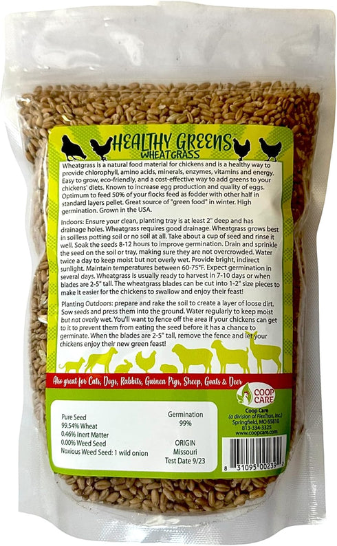 1lb Healthy Greens Wheatgrass Scratch Feed & Fodder Seed, Bag. Premium Wheat Berries, Non-GMO Wheatgrass for Backyard