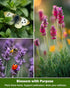 35 Pack Medicinal & Tea Herb Seeds for Planting - Non-GMO Heirloom Variety for Indoor/Outdoor Garden: Anise, Bergamot