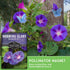 (5 Packs) Grandpa OTT Morning Glory Seeds for Planting - Plant & Grow Ipomoea Purpurea in Your Home Vegetable Garden