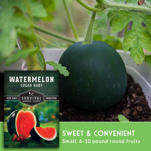 (1 Pack) Sugar Baby Watermelon Seeds - Grow Little Round Icebox Watermelons at Home - Non-GMO Heirloom Variety