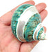 PEPPERLONELY 2 2-1/2 Inch 3 Inch PC Natural Large Hermit Crab Shells, Banded Green Blue Gade Turbo, ~