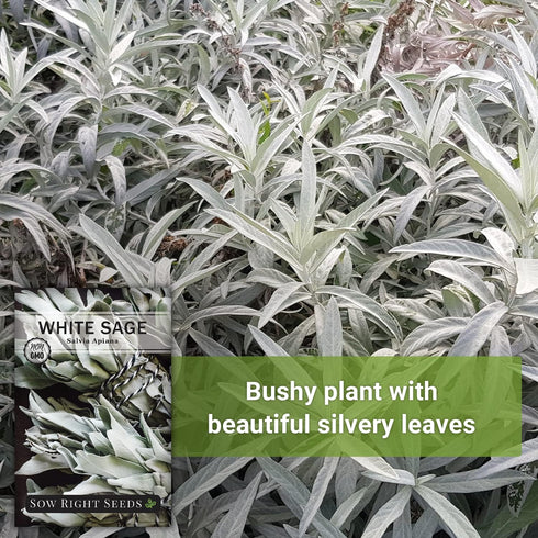 Packet (1) Sow Right Seeds - White Sage Seed for Planting - Non-GMO Heirloom with Instructions for Planting and Growing