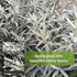 Packet (1) Sow Right Seeds - White Sage Seed for Planting - Non-GMO Heirloom with Instructions for Planting and Growing