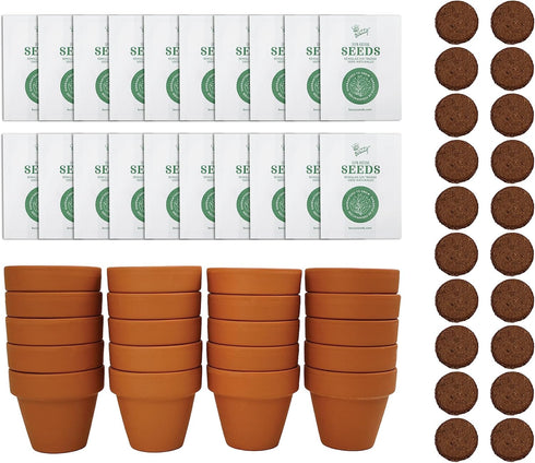 BUZZY Daisy Seeds & Genuine Terracotta 5cm Mini Pot Bulk Pack (20