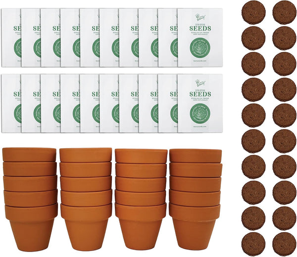 BUZZY Daisy Seeds & Genuine Terracotta 5cm Mini Pot Bulk Pack (20
