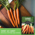 (2 Packs) Tendersweet Carrot Seeds for Planting Sweet, Smooth-Textured Heirloom Variety for Home Gardens Excellent