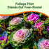 1000 Outsidepride Ornamental Kale Seeds - Pcs. Annual, Easy to Grow & Cold Hardy, Flower Seeds for Planting Edible
