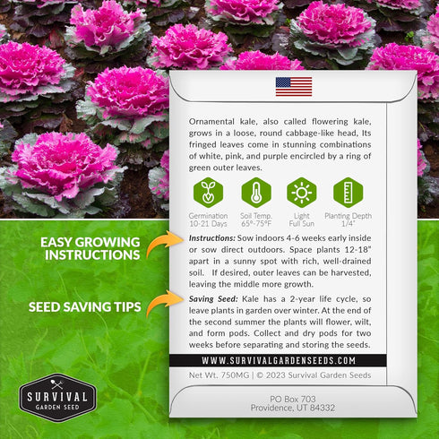 (5 Packs) Ornamental Kale Seeds for Planting Heirloom Flowering Cabbage Variety Stunning Pink, Purple & White