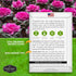 (5 Packs) Ornamental Kale Seeds for Planting Heirloom Flowering Cabbage Variety Stunning Pink, Purple & White