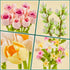 EWED Sets, Tulip Rose Flowers Building Gift for Mothers Day, Flower Bouquet Compatible with Lego Flowers Botanical