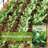 Packet (4) Sow Right Seeds - Viroflay Spinach Seed for Planting - Non-GMO Heirloom with Instructions to Plant a