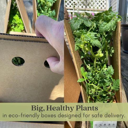 (2) 4" 8" 4" Inch Clovers Garden Beefsteak Tomato Plants Two Live Plants Non GMO - Not Seeds - Each to Tall in Pots