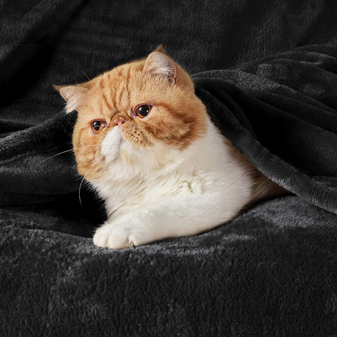 Bedsure GentleSoft Fleece Throw Blanket, Black, Lightweight Plush Cozy Soft Blanket for Couch, 50x60 inches