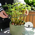 5PCS 9x7.6in Yohsnor Black Monstera Plant Stem Support - Adjustable & Durable Indoor Plant Stake for Cactus