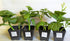 1200+ Count 2026 TomorrowSeeds - Giant Malabar Spinach Seeds - - for Planting USA Garden Green Vegetable Plant Leaf