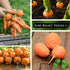 Packet (1) Sow Right Seeds - Parisian Carrot Seed for Planting - Gourmet Round Delicacy - Non-GMO Heirloom