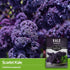 (3 Packs) Scarlet Kale Seeds for Planting Heirloom Purple Kale Cold Hardy for Fall & Spring Vegetable Gardens