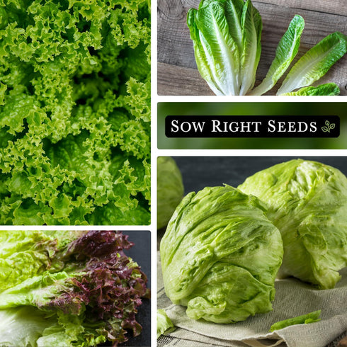 Sow Right Seeds - Large Lettuce Seed Collection for Planting - Buttercrunch, Jericho, Iceberg, Salad Bowl, Little Gem