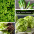 Sow Right Seeds - Large Lettuce Seed Collection for Planting - Buttercrunch, Jericho, Iceberg, Salad Bowl, Little Gem