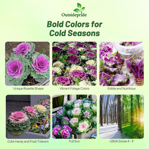 1000 Outsidepride Ornamental Kale Seeds - Pcs. Annual, Easy to Grow & Cold Hardy, Flower Seeds for Planting Edible