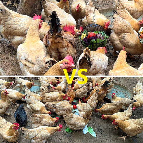 PAMGFCE 7.4 Inch Accessories.1 Hanging Chicken Feeder, Metal Large Chicken Ball Cage,Hen Food Rack, Chicken Feeding