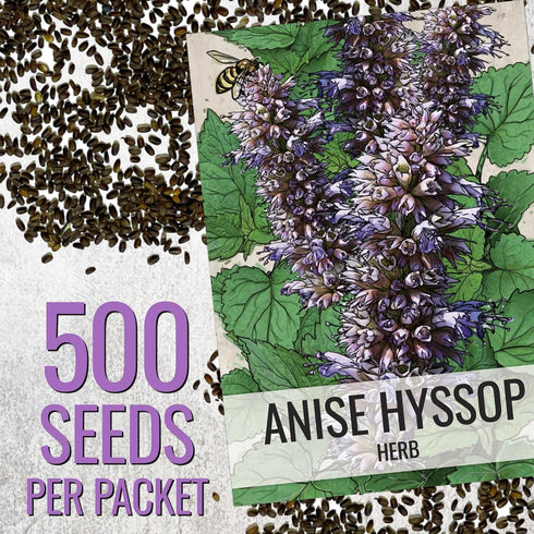 (1 Pack) Seed Needs Anise Hyssop Seeds for Planting Agastache foeniculum - Non-GMO Heirloom & Untreated - Grow a