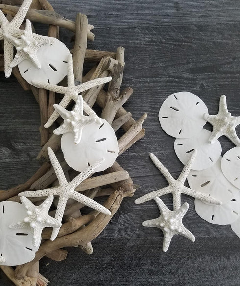 Tumbler Home White Sand Dollars, 10pcs, 3"-3.5" - Wedding Seashell Craft Sandollars