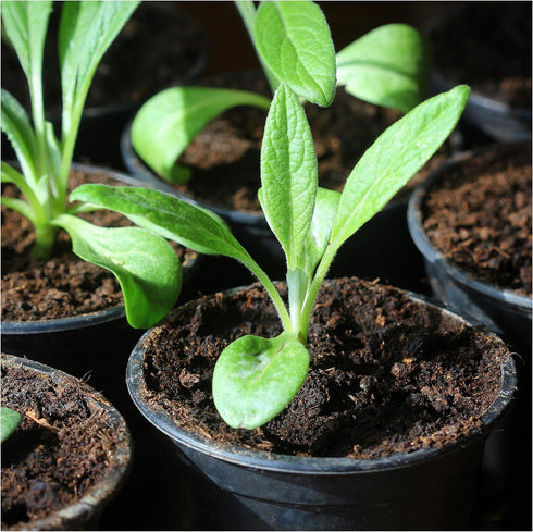 (2 Packs) Seed Needs Artichoke Seeds for Planting Green Globe Artichokes - Non-GMO Heirloom & Untreated - Grow an