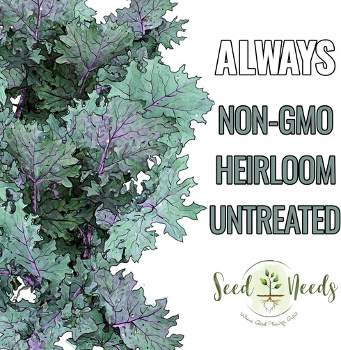 (1 Pack) Seed Needs Kale Seeds for Planting Red Russian Kale Vegetables - Non-GMO Heirloom & Untreated Vegetable Seed