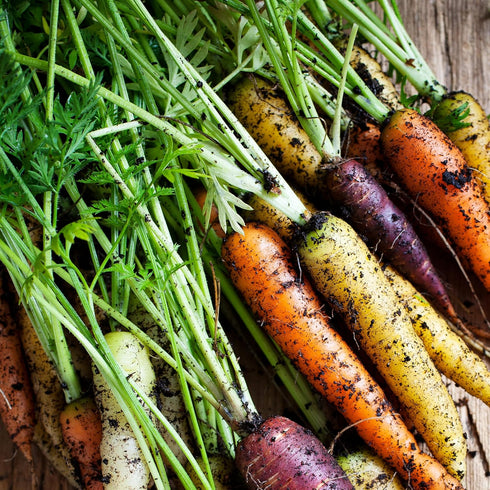 Purely Organic Products LLC 500 Organic Carrot Seeds (Rainbow Blend) - Approx Seeds - USDA Organic, Non-GMO, Open