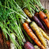 Purely Organic Products LLC 500 Organic Carrot Seeds (Rainbow Blend) - Approx Seeds - USDA Organic, Non-GMO, Open