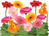 Tervis Gerbera Daisies Double Walled Insulated Tumbler, 24oz, Made in USA, Keeps Drinks Cold & Hot