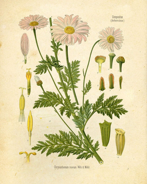 Ink Inc. Botanical Prints Wildflower Prints - Set of 6-8x10 - Unframed