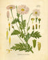 Ink Inc. Botanical Prints Wildflower Prints - Set of 6-8x10 - Unframed
