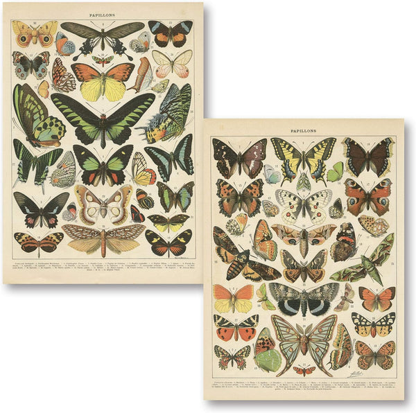 Vintage French Types of Papillons Butterflies Set; Two 11x14in Paper Print Posters