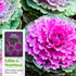 (5 Packs) Ornamental Kale Seeds for Planting Heirloom Flowering Cabbage Variety Stunning Pink, Purple & White