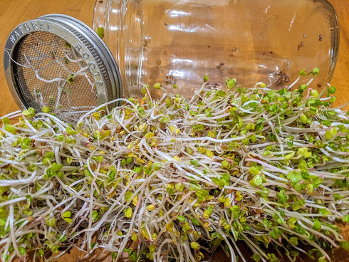 Pack Pack 10 2 packs Variety Sprouting Seeds Broccoli, Alfalfa, Radish, Mung beans & Salad Mix for Sprouts