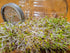Pack Pack 10 2 packs Variety Sprouting Seeds Broccoli, Alfalfa, Radish, Mung beans & Salad Mix for Sprouts