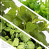 6 Pack Live Aromatic and Edible Herb Assortment (Rosemary, Eucalyptus, Mint, Lemon Balm, Other Assorted Herbs), Plants