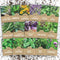 Organic Herb Seeds Variety Pack - 16 Individual Packs - 2026 Season